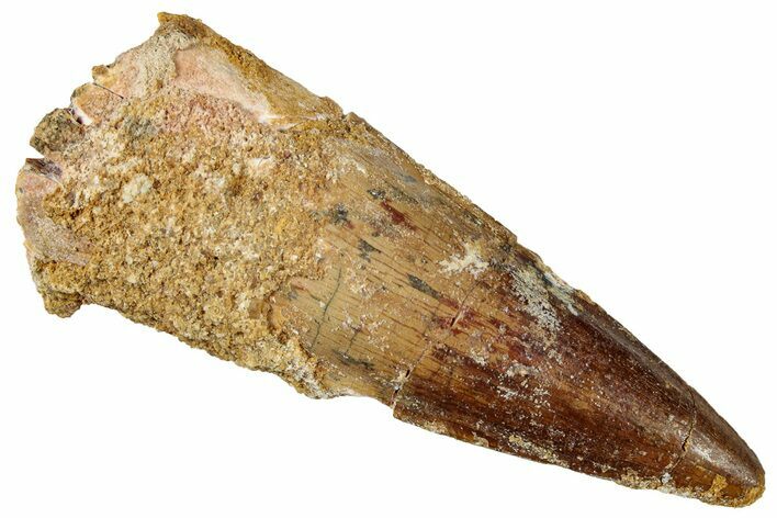 Fossil Spinosaurus Tooth - Real Dinosaur Tooth #301271